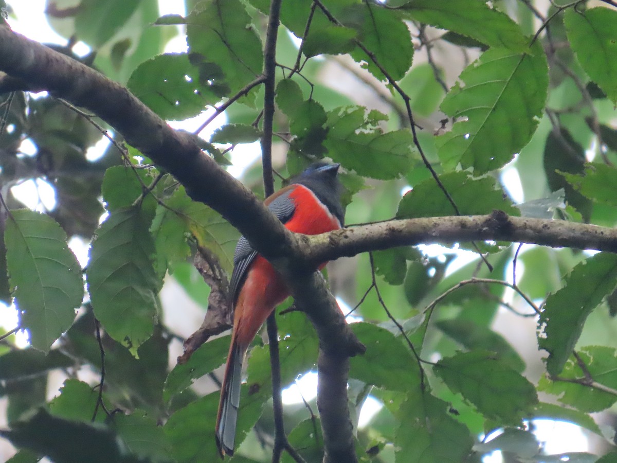 Malabar Trogon - ML626786994