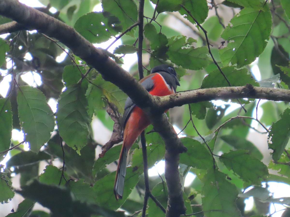 Malabar Trogon - ML626786997