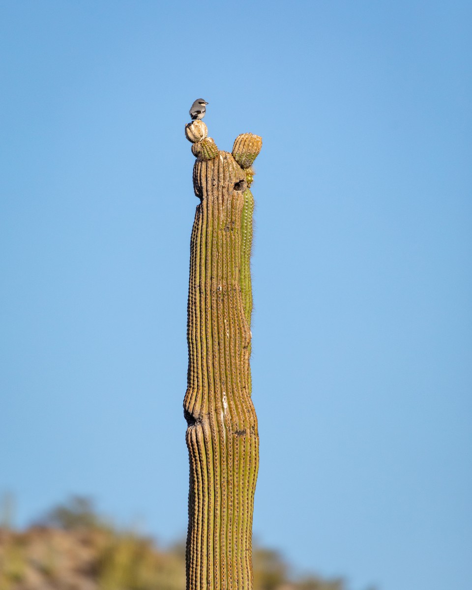 ťuhýk americký - ML626787058