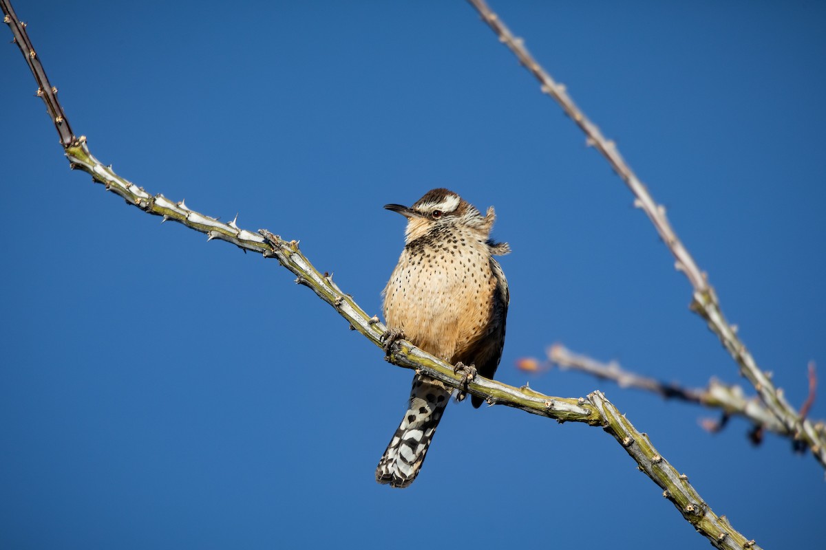 střízlík kaktusový - ML626787086