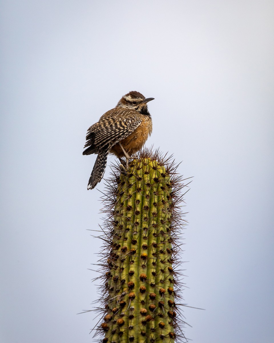 střízlík kaktusový - ML626787087