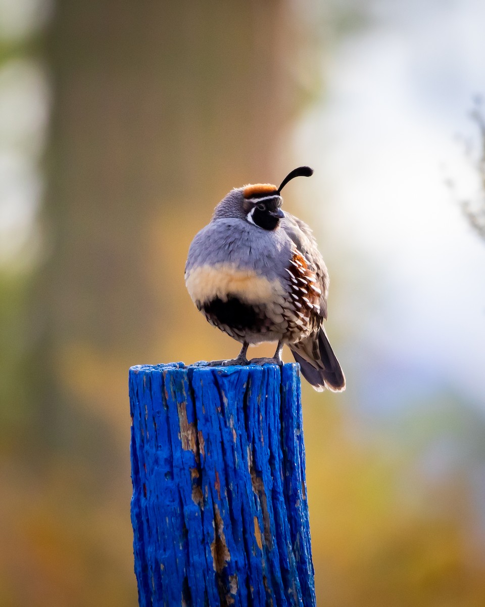 křepel čelenkový - ML626787175