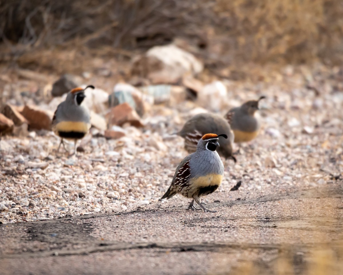 křepel čelenkový - ML626787176