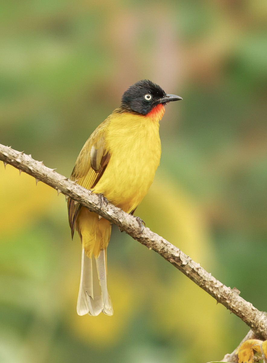 Flame-throated Bulbul - ML626787193