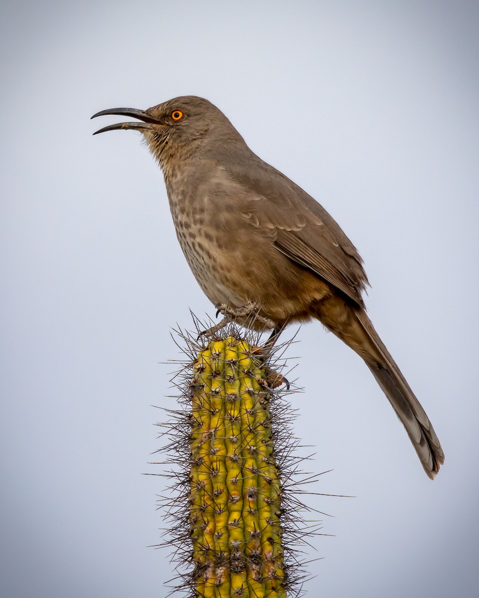 drozdec skvrnitoprsý - ML626787212