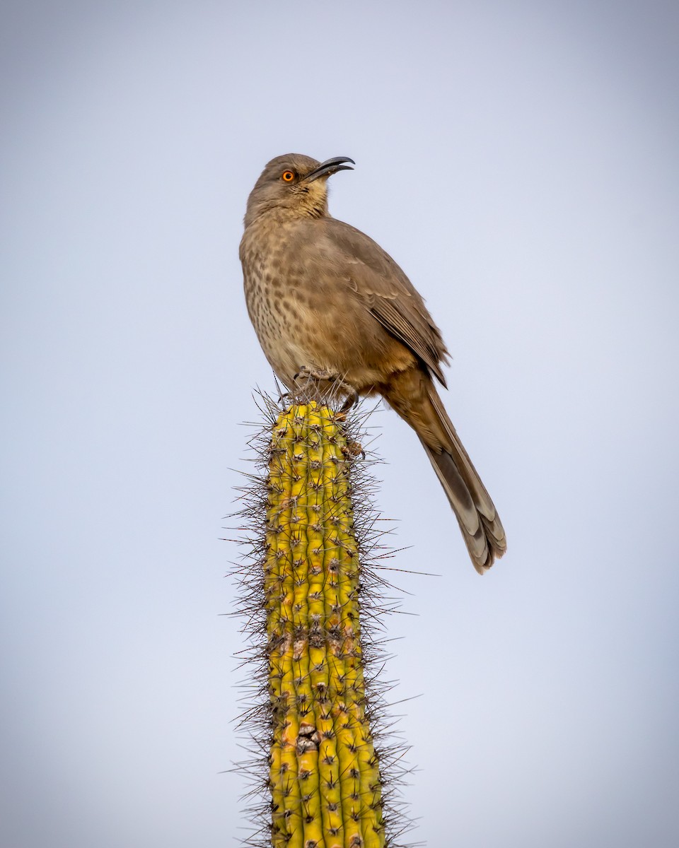 drozdec skvrnitoprsý - ML626787213