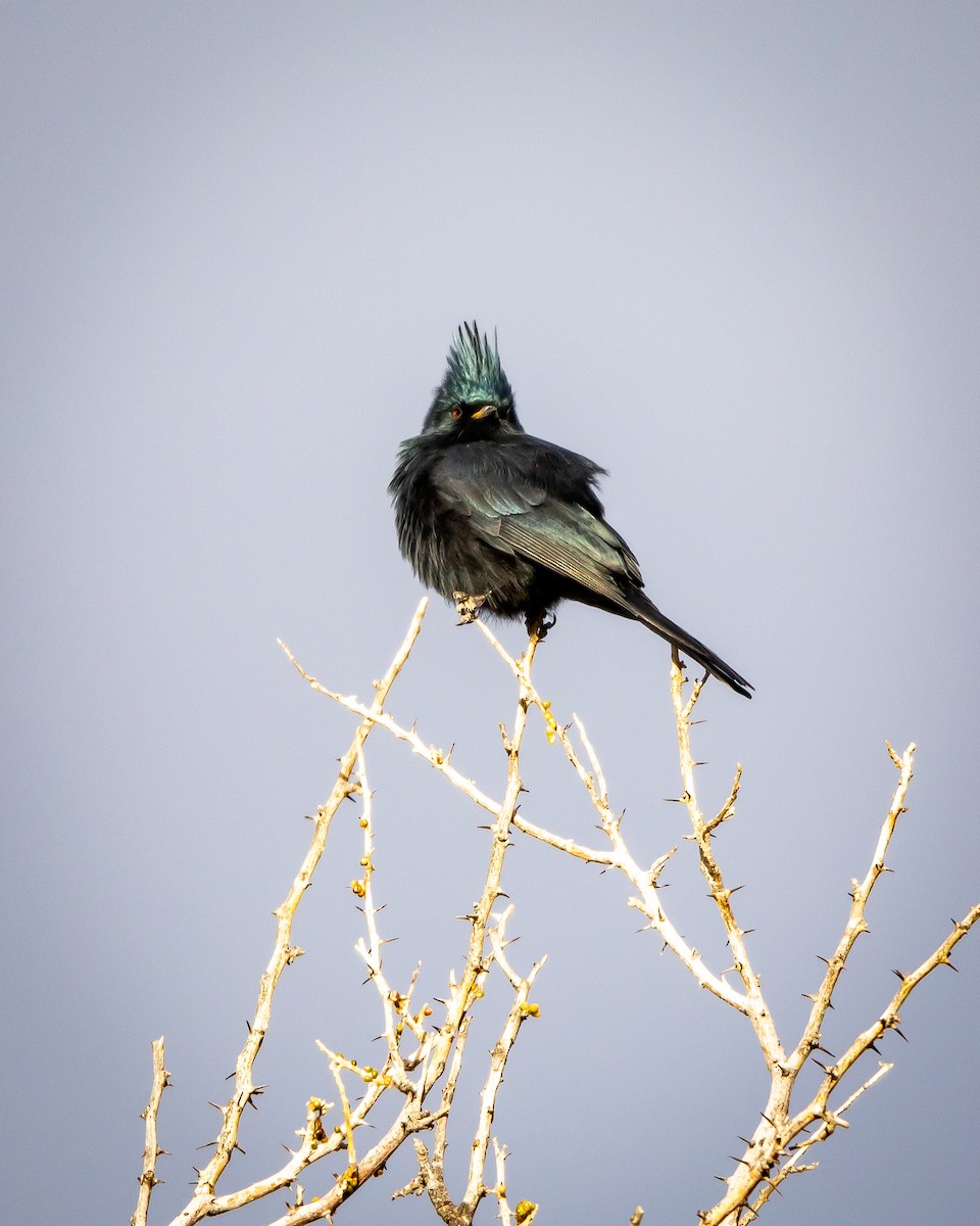 palmovník tmavý - ML626787233