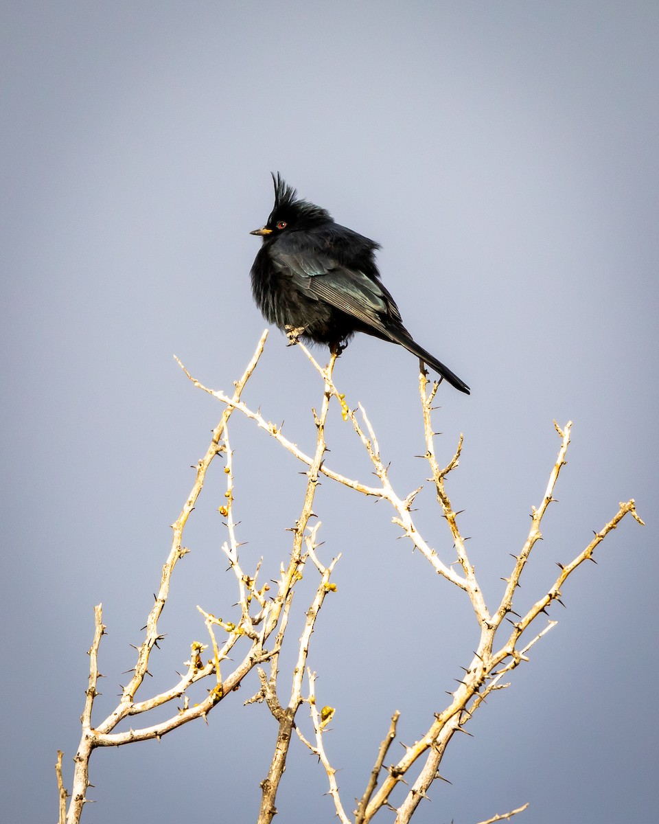 palmovník tmavý - ML626787235