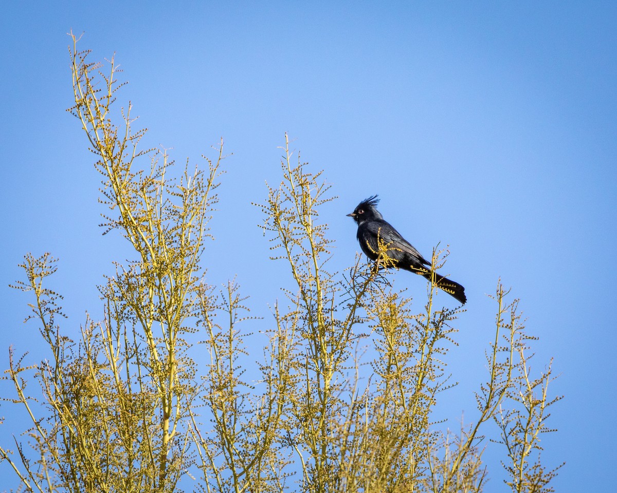 palmovník tmavý - ML626787236