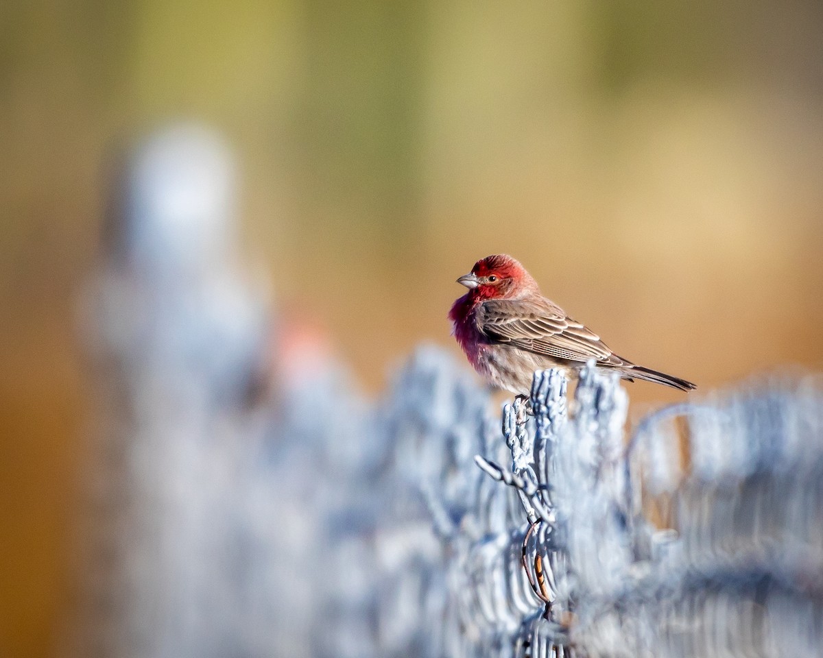 hýl rudoprsý - ML626787239