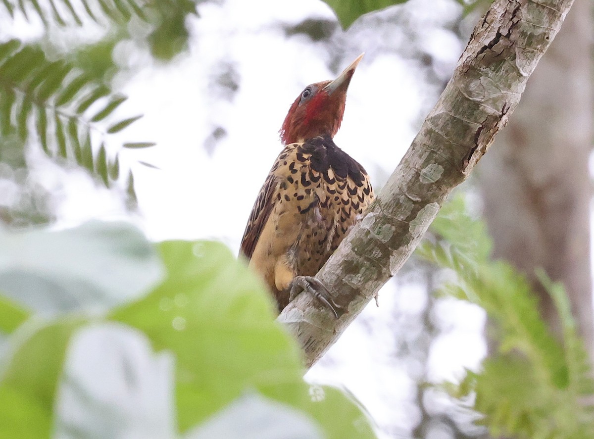 Rufous-headed Woodpecker - ML626787246
