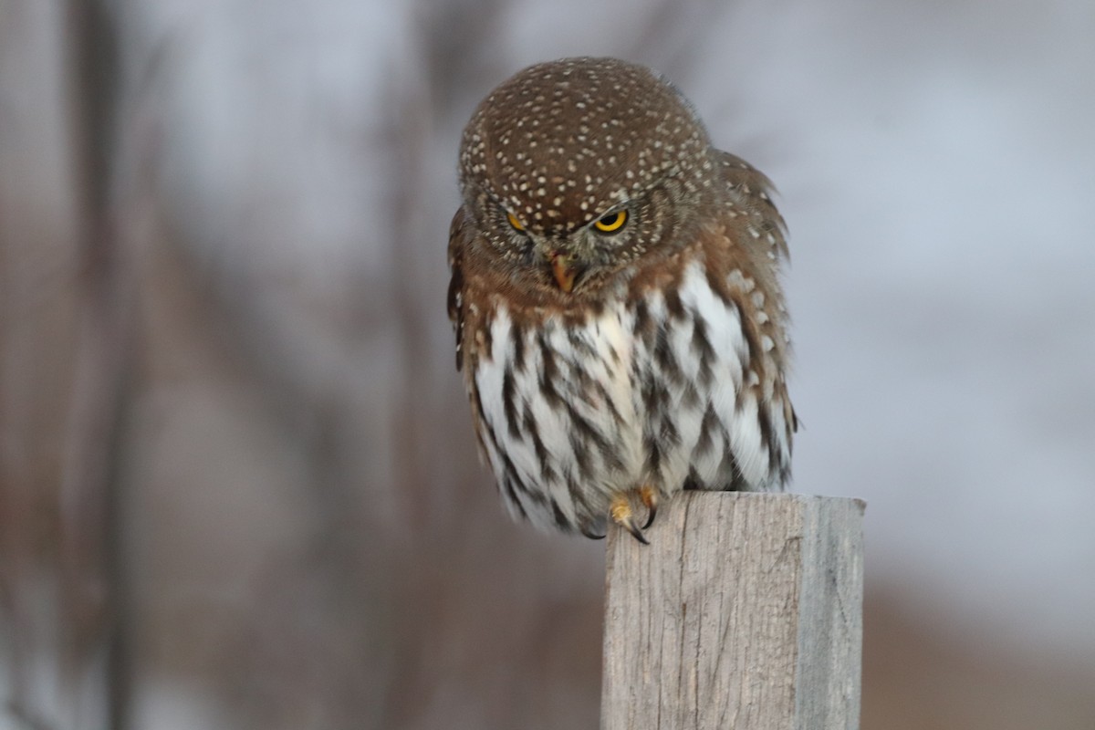 Northern Pygmy-Owl - ML626787249