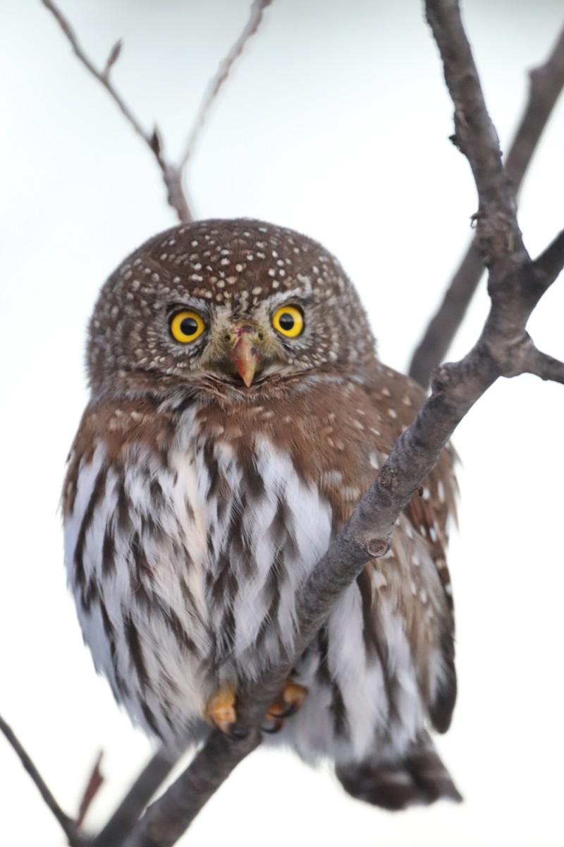 Northern Pygmy-Owl - ML626787256