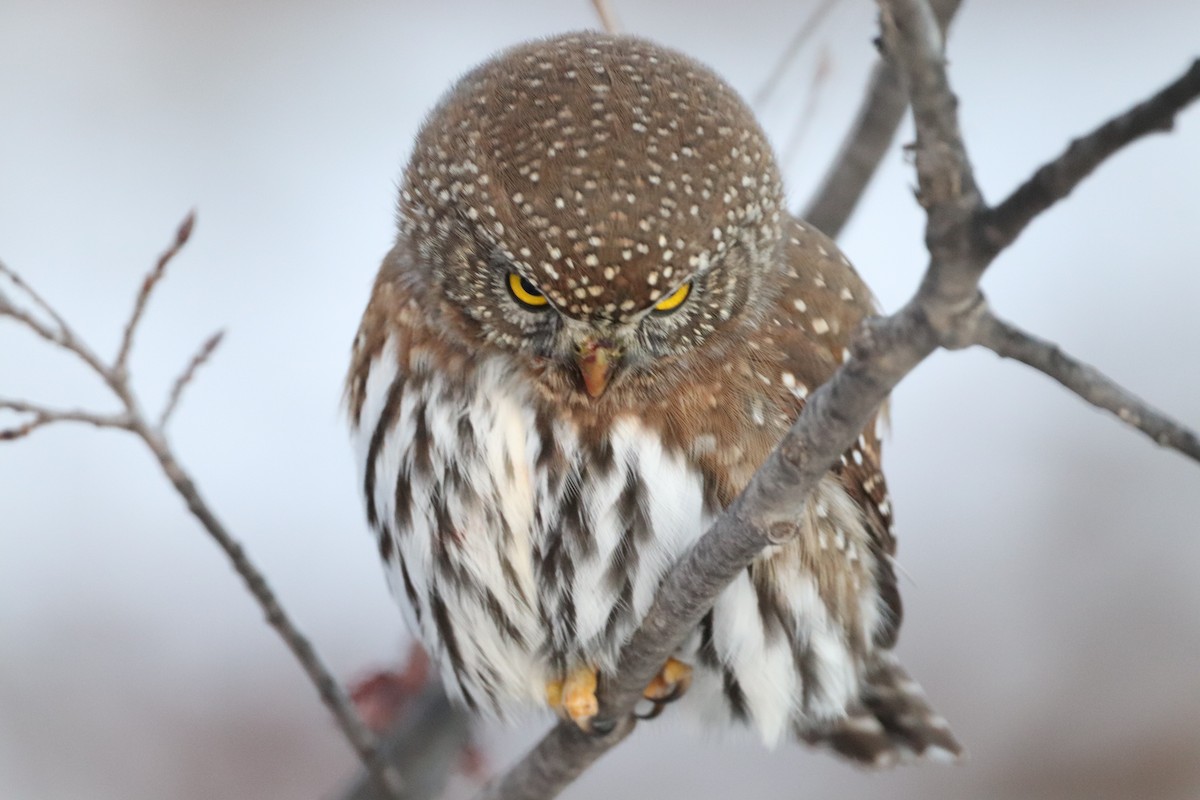 Northern Pygmy-Owl - ML626787262