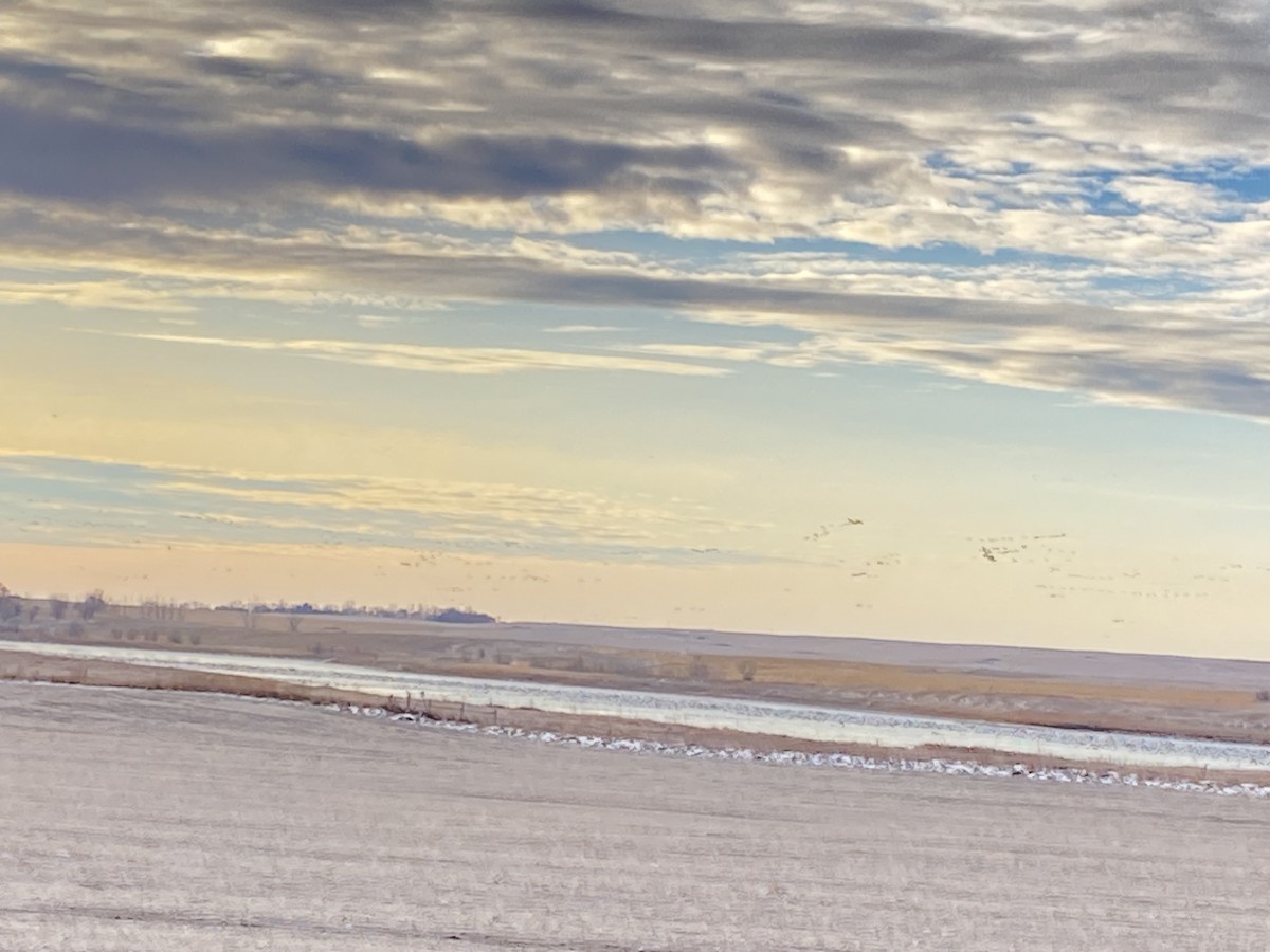 Snow Goose - ML626787269