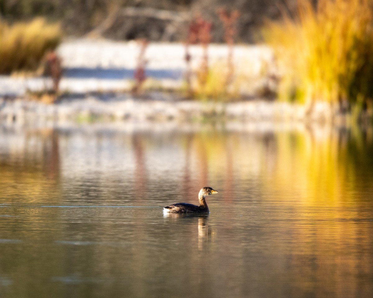 potápka americká - ML626787270