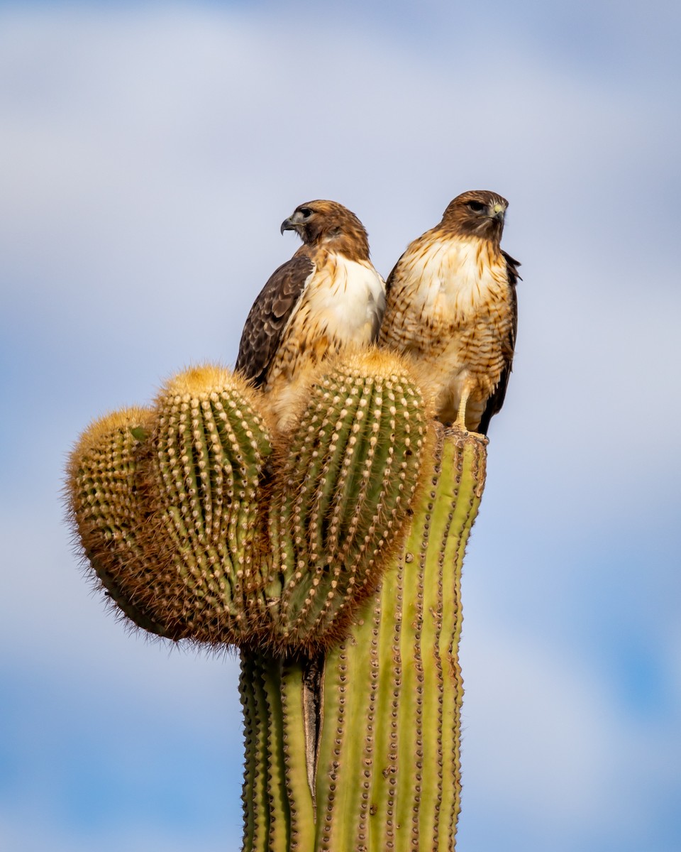 káně rudochvostá - ML626787310