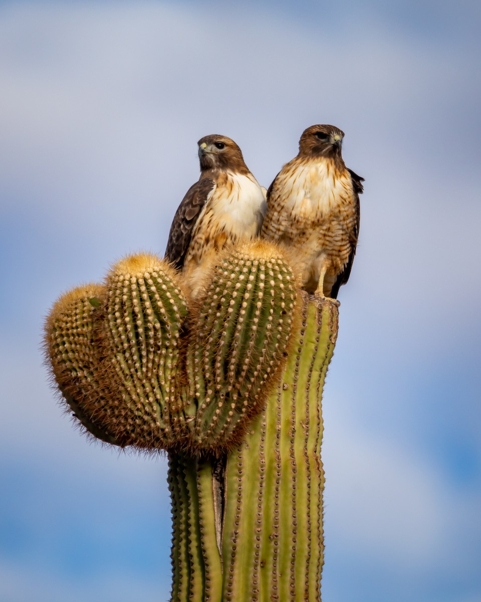 káně rudochvostá - ML626787311