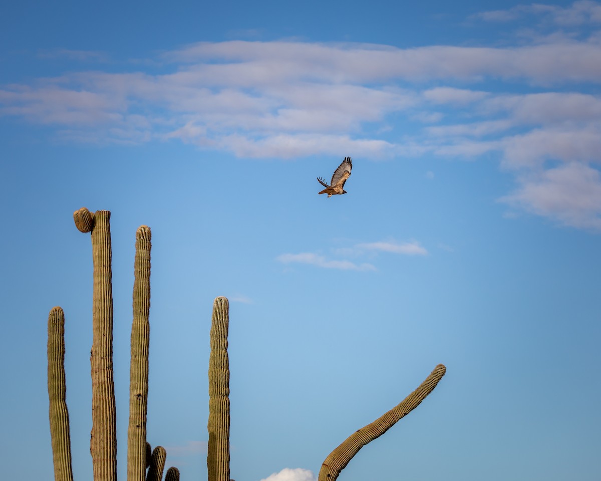 káně rudochvostá - ML626787312