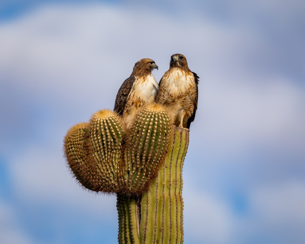 káně rudochvostá - ML626787313