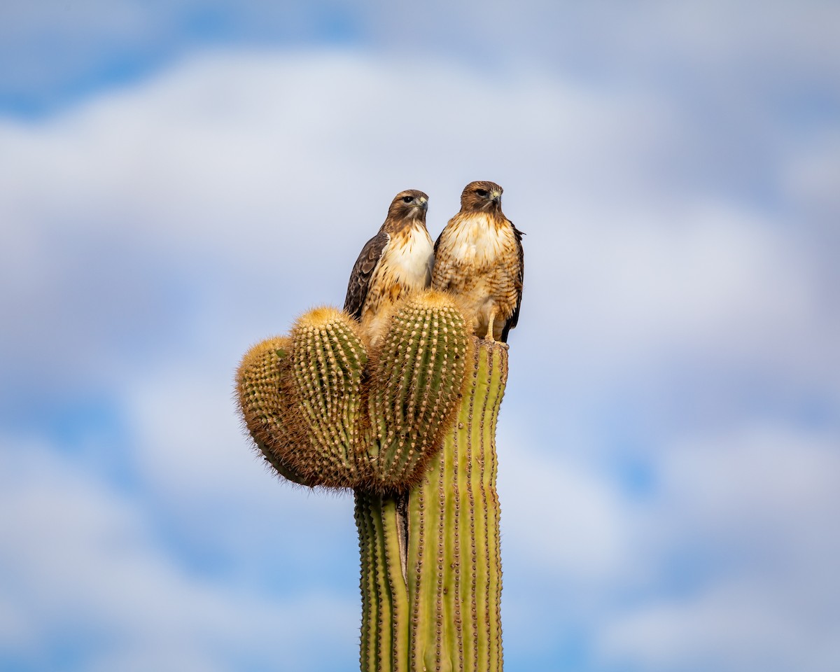 káně rudochvostá - ML626787314