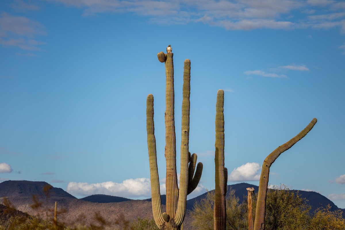 káně rudochvostá - ML626787326