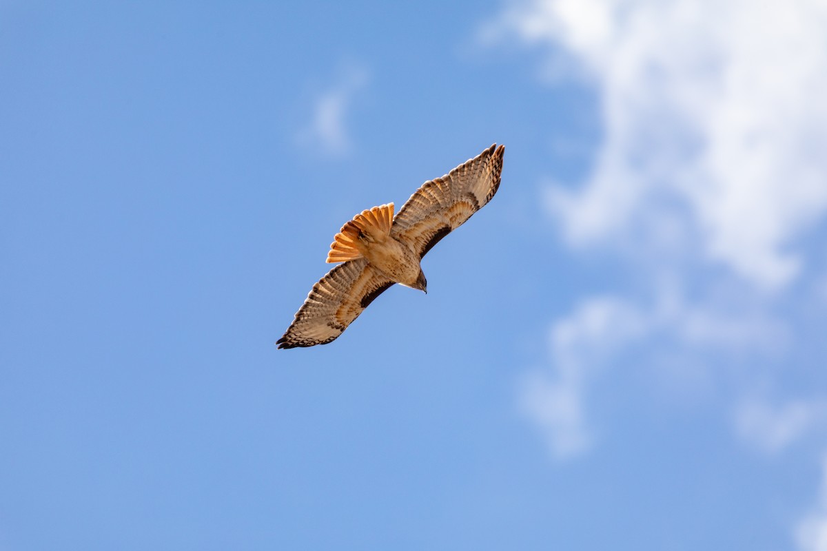 káně rudochvostá - ML626787327