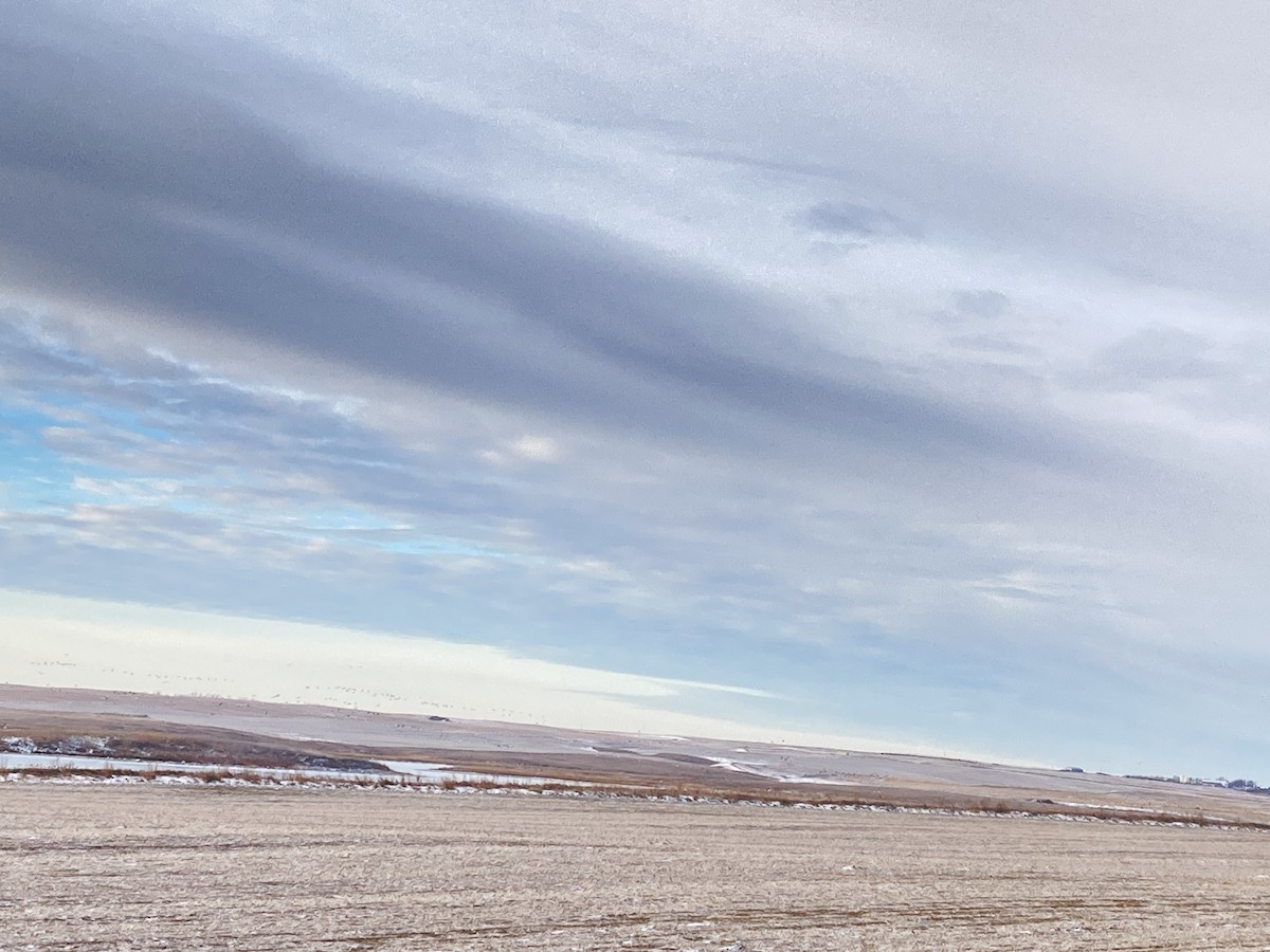 Snow Goose - ML626787334