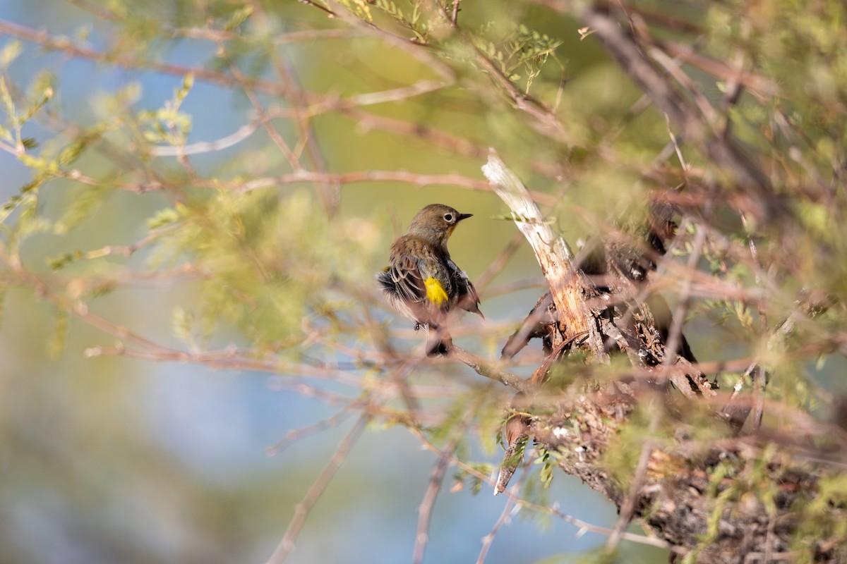 lesňáček žlutoskvrnný - ML626787349