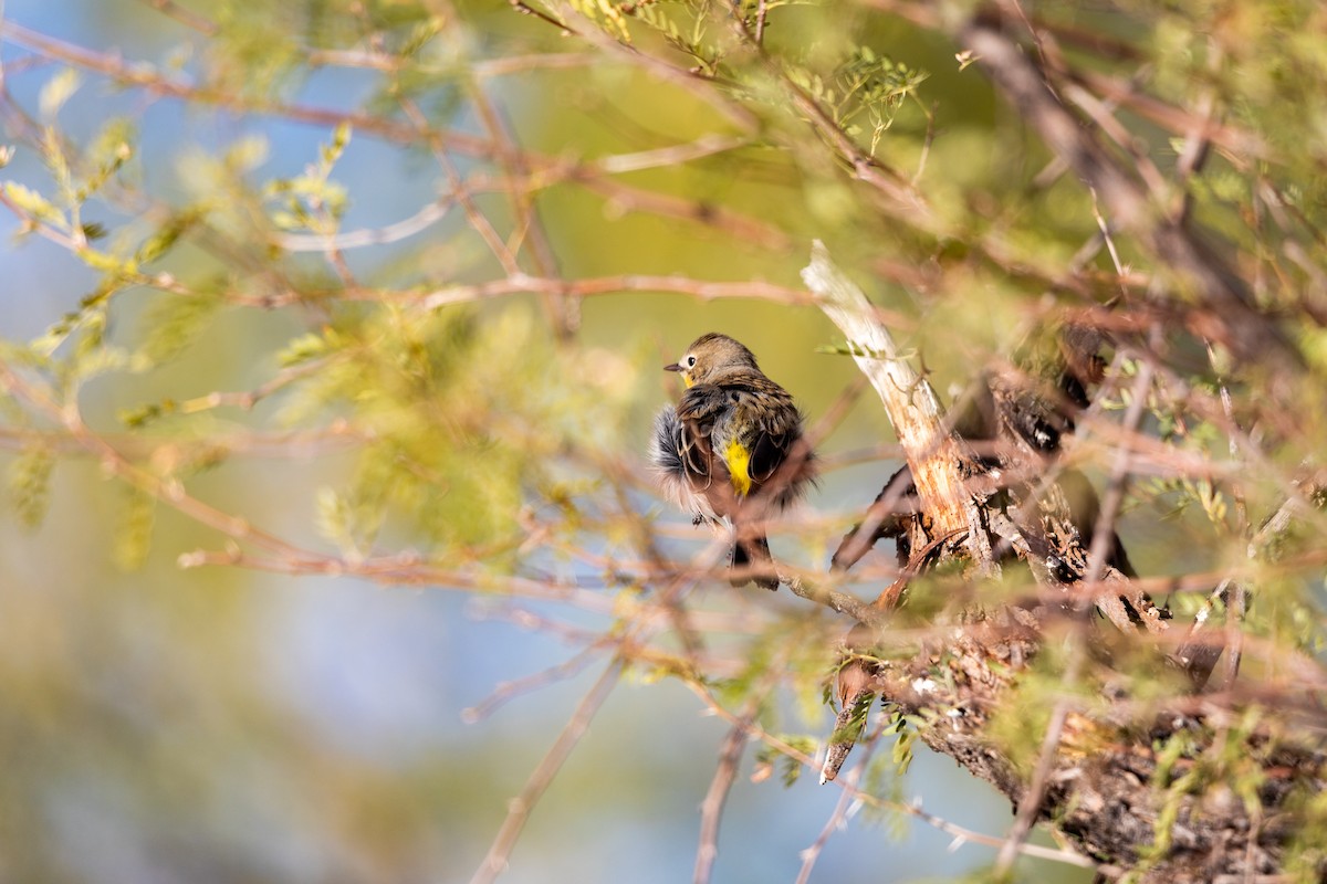 lesňáček žlutoskvrnný - ML626787350