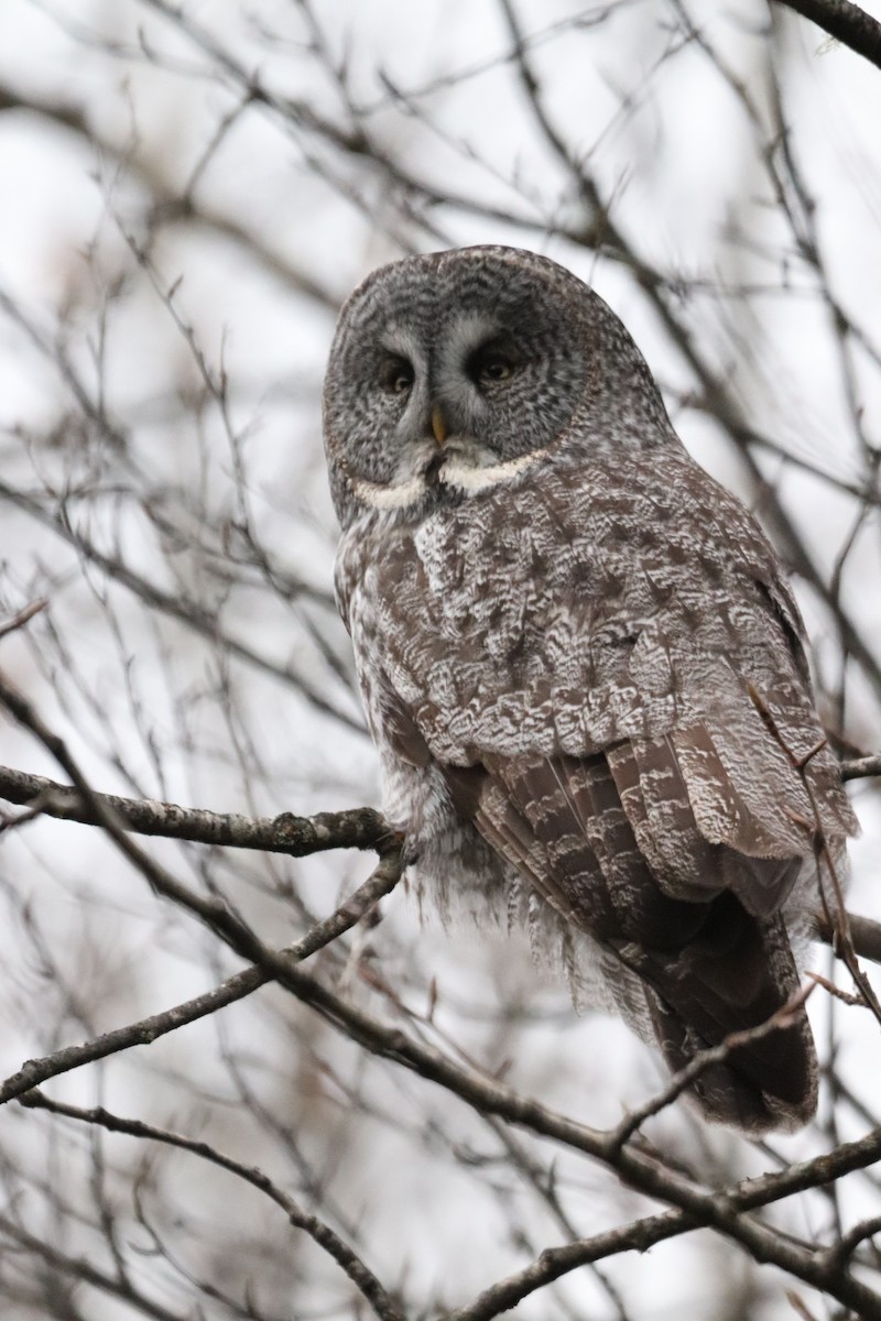 Great Gray Owl - ML626787376