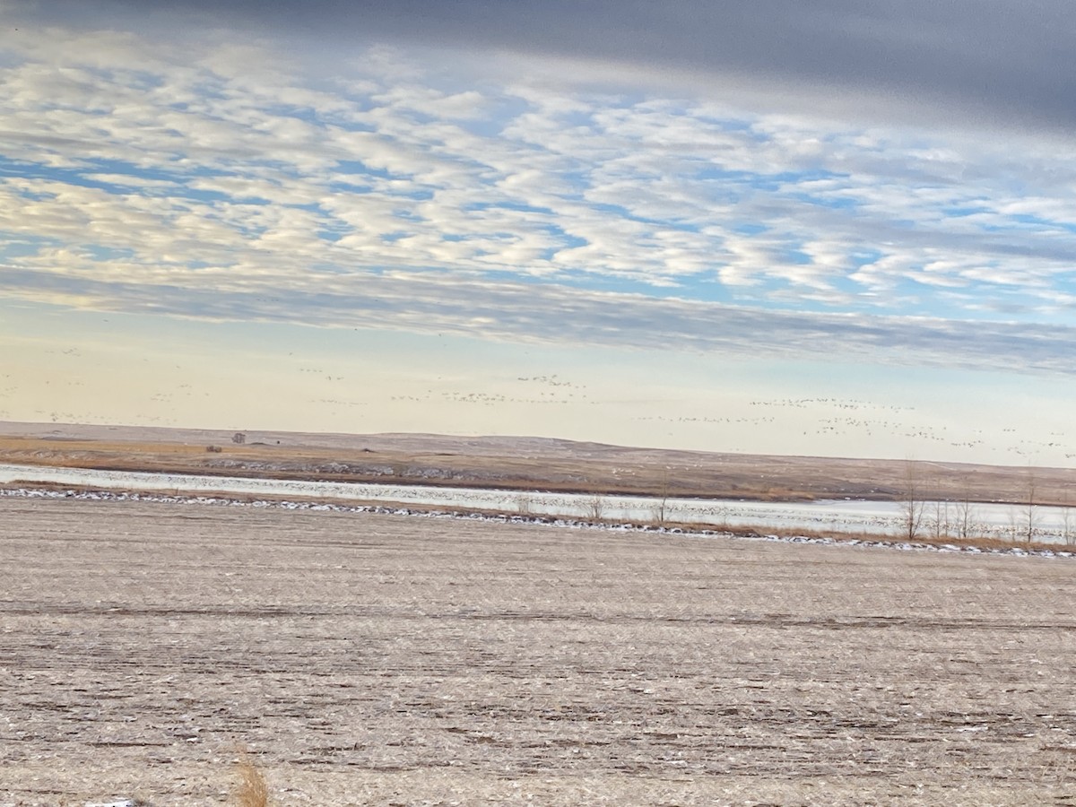 Snow Goose - ML626787381