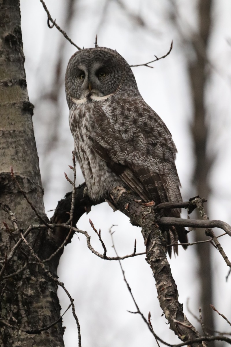 Great Gray Owl - ML626787383