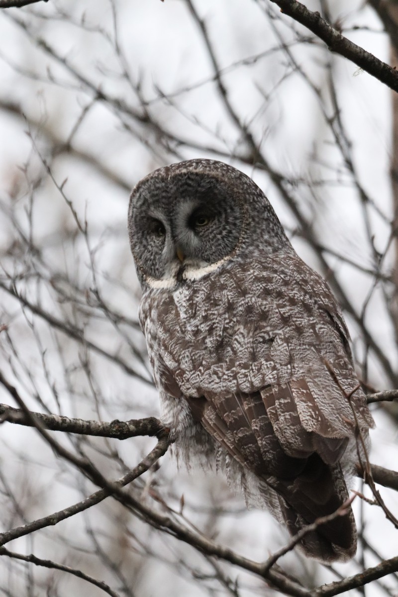 Great Gray Owl - ML626787386
