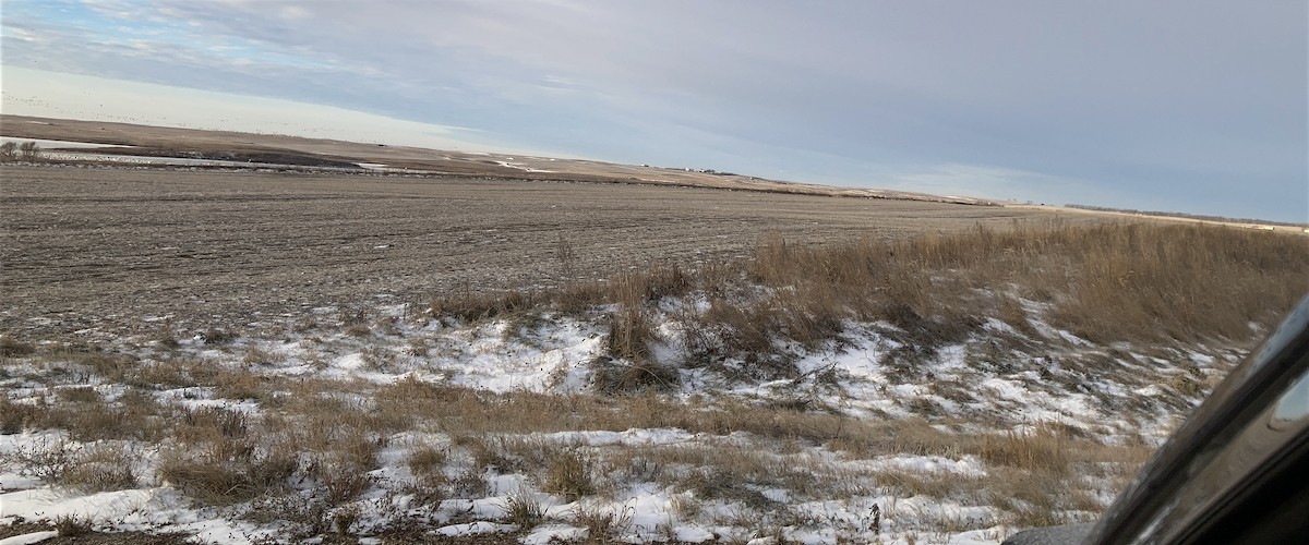 Snow Goose - ML626787390