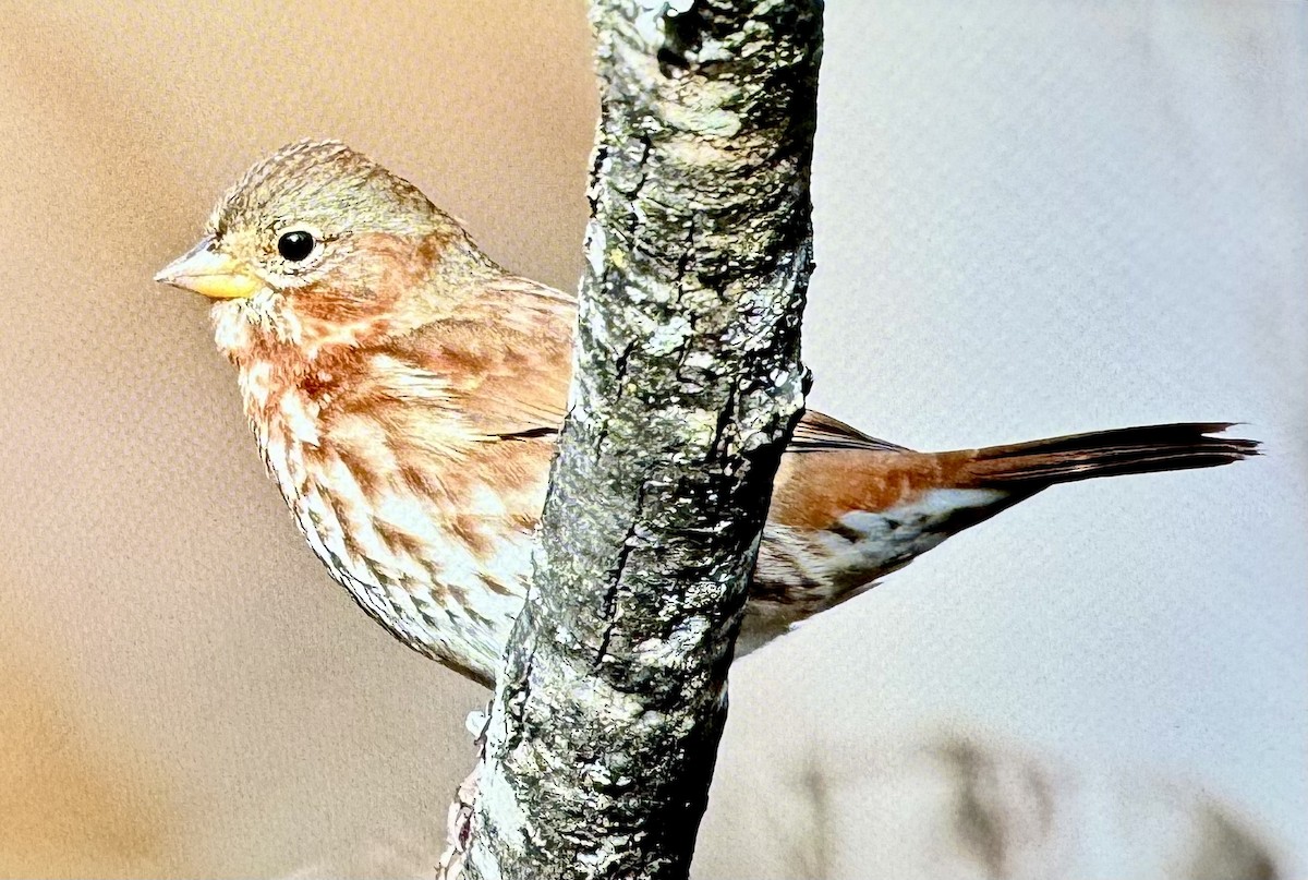 Fox Sparrow - ML626787403