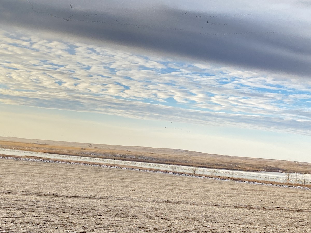 Snow Goose - ML626787404