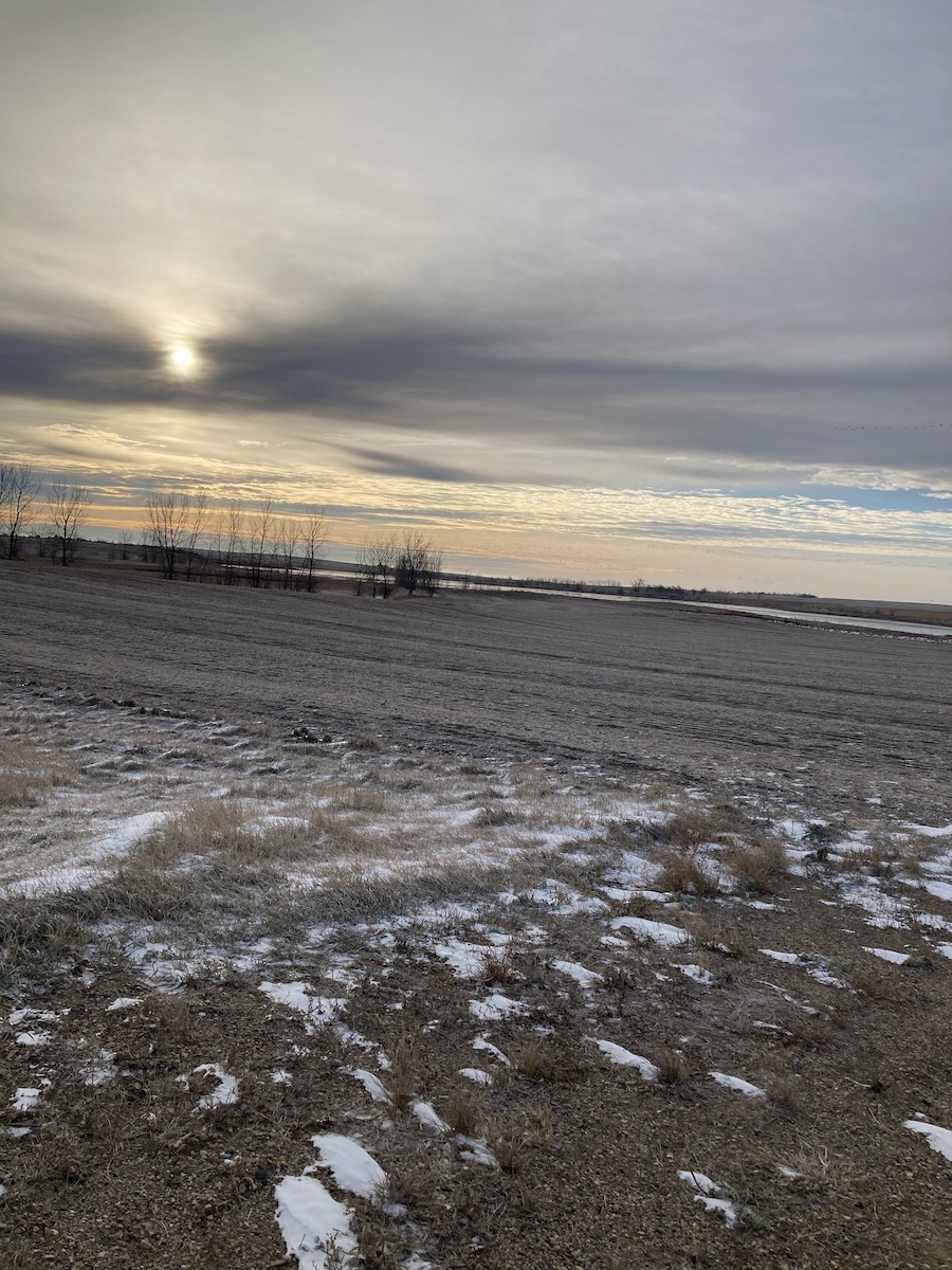 Snow Goose - ML626787546