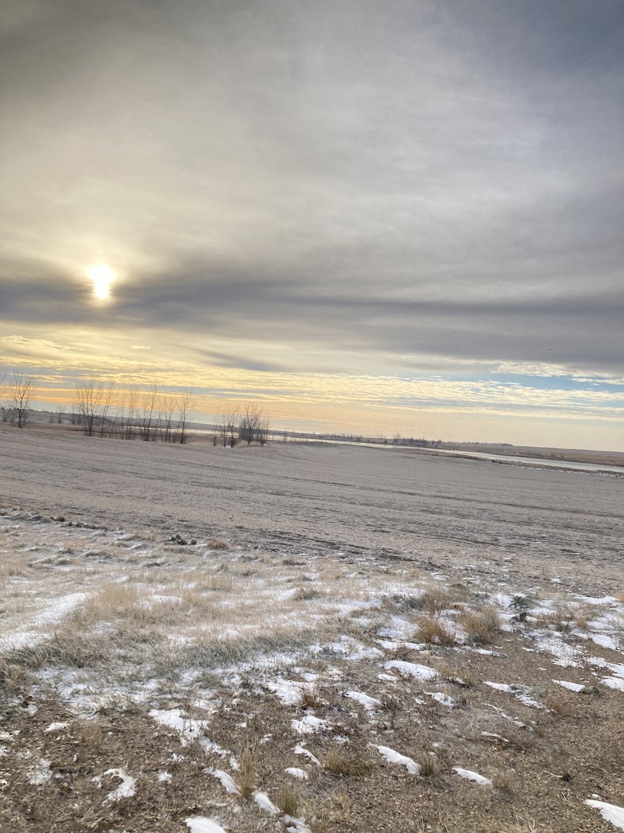 Snow Goose - ML626787560