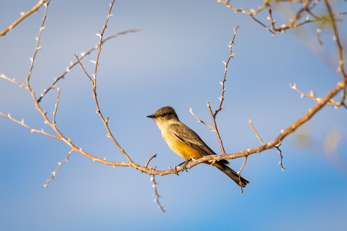 Say's Phoebe - ML626787594