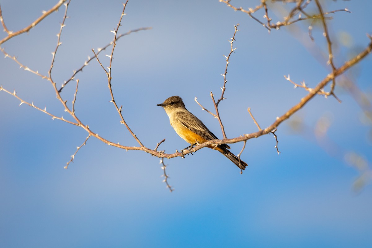 Say's Phoebe - ML626787595
