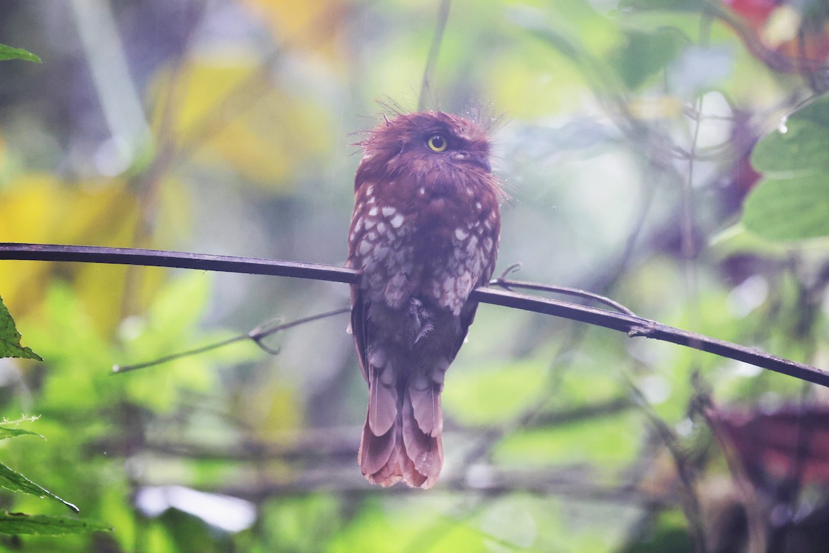 Sumatran Frogmouth - ML626787598