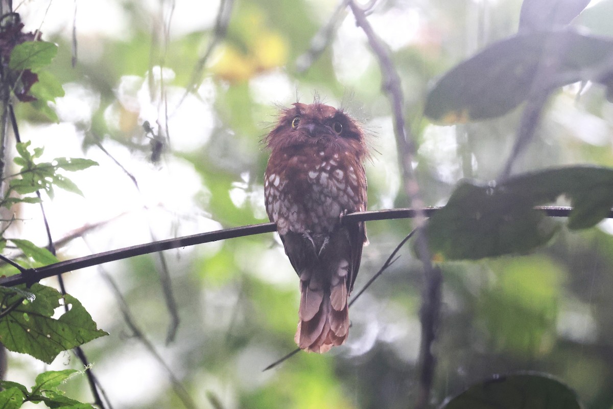 Sumatran Frogmouth - ML626787601