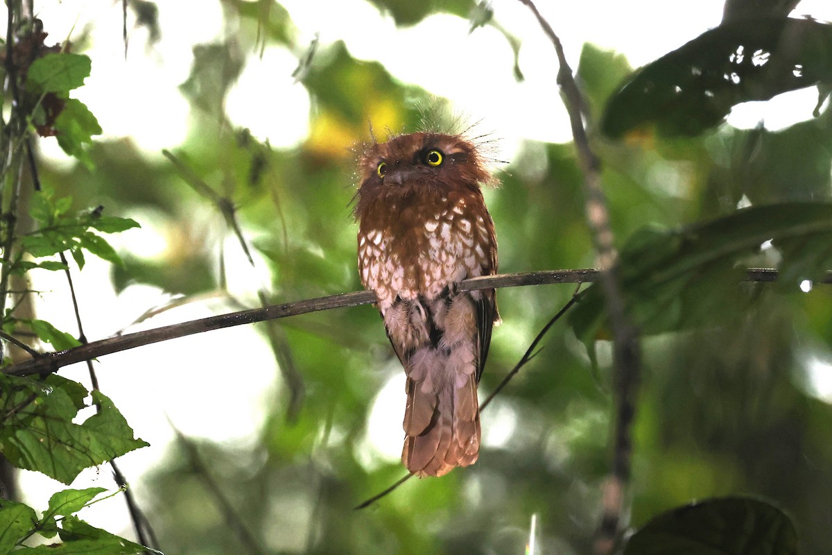 Sumatran Frogmouth - ML626787642