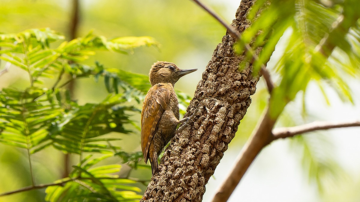 Little Woodpecker - ML626787663