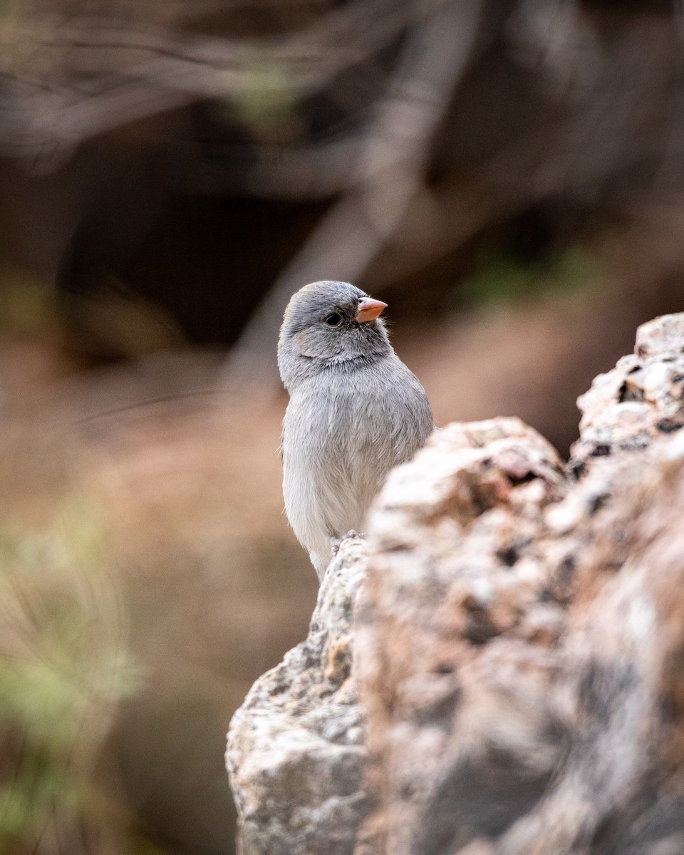 Black-chinned Sparrow - ML626787678