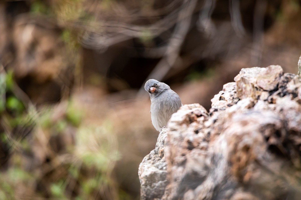 Black-chinned Sparrow - ML626787680