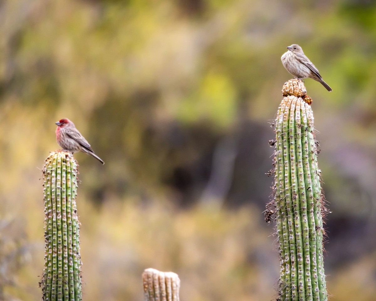 hýl rudoprsý - ML626787691