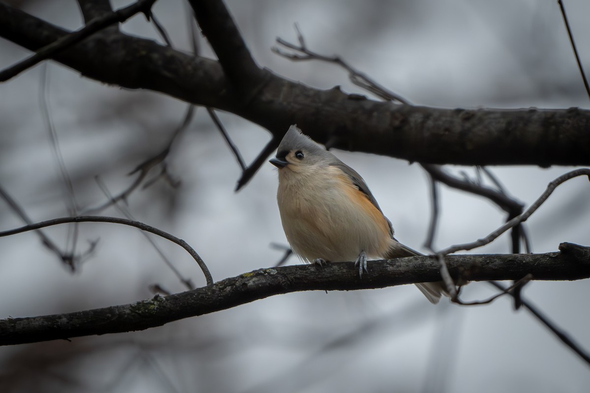 Tufted Titmouse - ML626787752