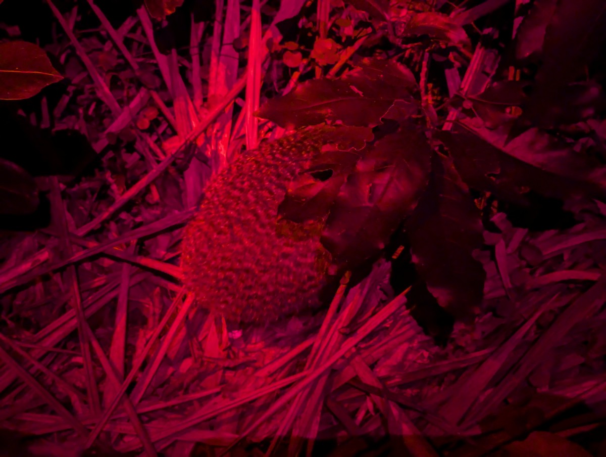 Little Spotted Kiwi - ML626787784